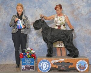 akc champion giant schnauzer male