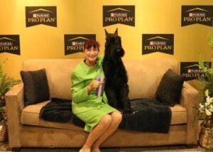 akc champion male giant schnauzer